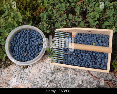 Bog Mirtillo, Vaccinium uliginosum Foto Stock