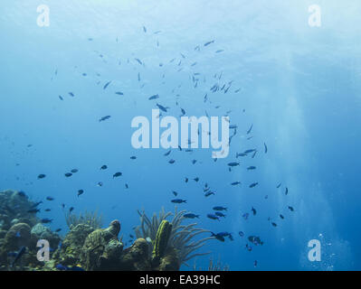 Scuola di creolo wrasse Foto Stock