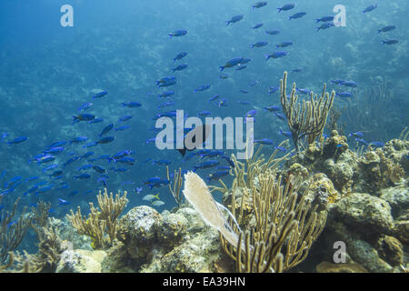 Scuola di creolo wrasse Foto Stock