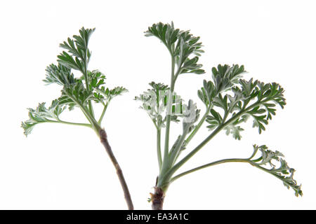 Assenzio (Artemisia absinthium) Foto Stock