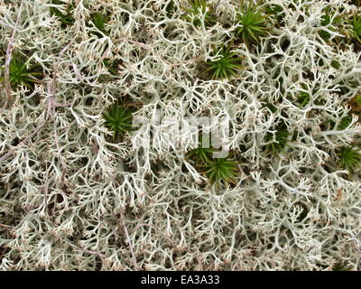 Le renne moss, materiale di decorazione, Foto Stock