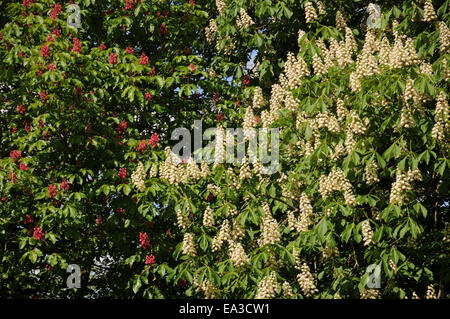 Red Ippocastano e del comune di ippocastano Foto Stock