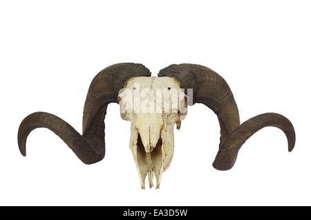 Ram cranio con Big Horn isolati su sfondo bianco Foto Stock