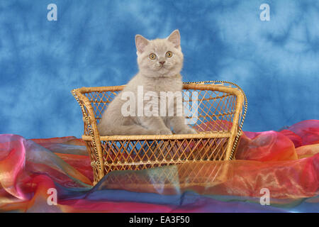 British Shorthair kitten sul banco di lavoro Foto Stock