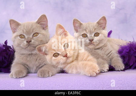 Giacente British Shorthair kitten Foto Stock