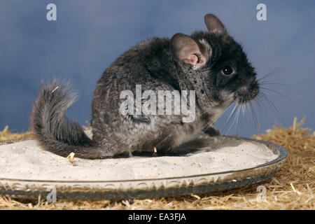 Chinchilla con bagno di sabbia Foto Stock