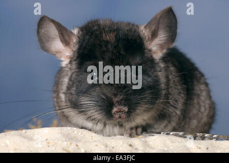 Chinchilla con bagno di sabbia Foto Stock