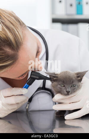 Veterinario esaminando orecchio di gattino Foto Stock