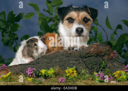 Un cane cavie Foto Stock