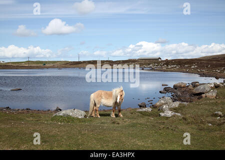 Pony a Loch su South Uist Foto Stock