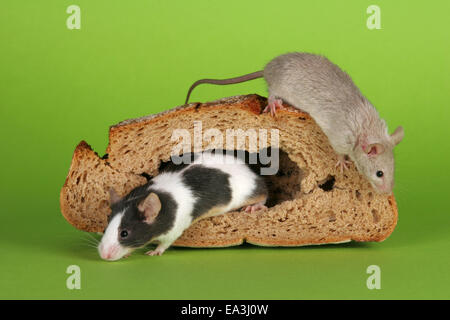 mouse Foto Stock