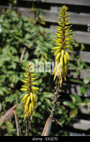 Aloe vera Foto Stock