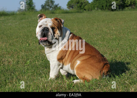 Bulldog inglese Foto Stock