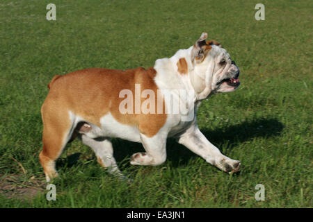 Bulldog inglese Foto Stock