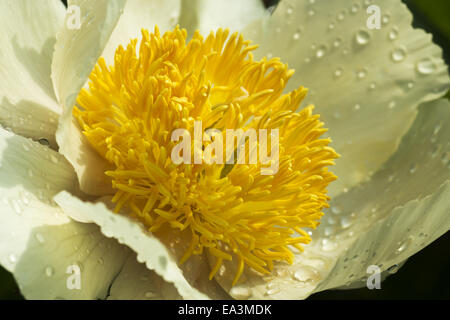 Bianco giardino in fiore peonia Foto Stock