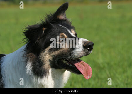 Border Collie ritratto Foto Stock