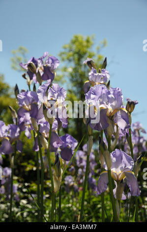 Iris barbata-elatior Foto Stock