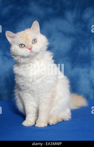 Selkirk Rex Foto Stock