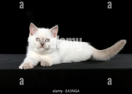 British Shorthair kitten Foto Stock