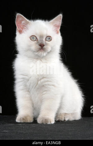 British Shorthair kitten Foto Stock