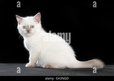 British Shorthair kitten Foto Stock