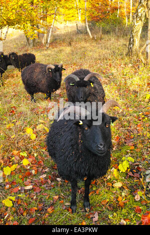 Pecore delle Ebridi con fogliame di autunno Foto Stock