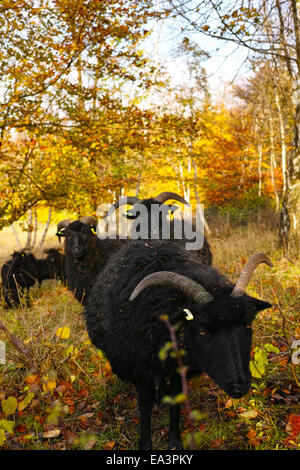 Pecore delle Ebridi con fogliame di autunno Foto Stock