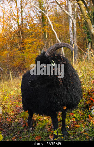 Pecore delle Ebridi con fogliame di autunno Foto Stock