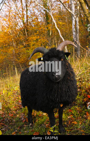 Pecore delle Ebridi con fogliame di autunno Foto Stock