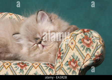 Il persiano gattino sul divano Foto Stock