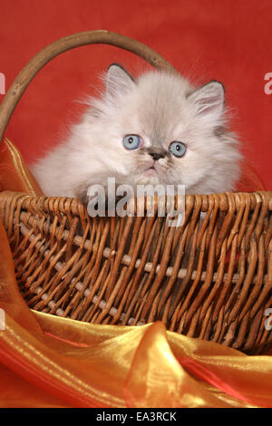 Il persiano gattino nel cestino Foto Stock