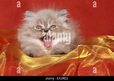 Sbadigliare gattino persiano Foto Stock