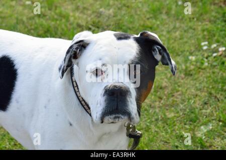 Il bianco e il nero staffordshire terrier Foto Stock