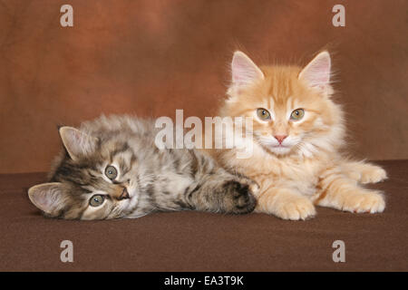 Kurilian Bobtail gattino Foto Stock