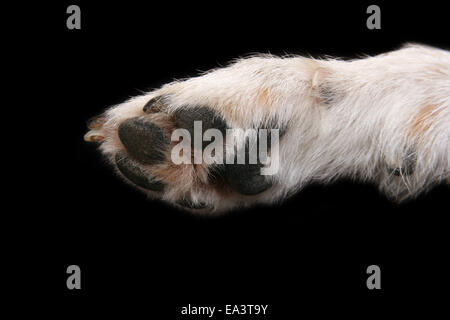 cani paw Foto Stock