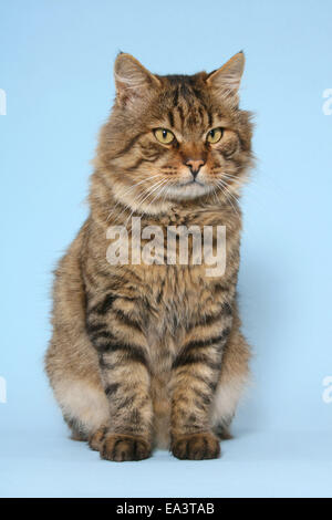 Kurilian Bobtail Foto Stock