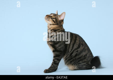 Kurilian Bobtail Foto Stock