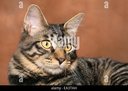 Kurilian Bobtail Foto Stock