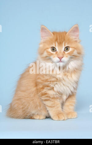 Kurilian Bobtail gattino Foto Stock