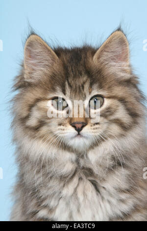 Kurilian Bobtail gattino Foto Stock