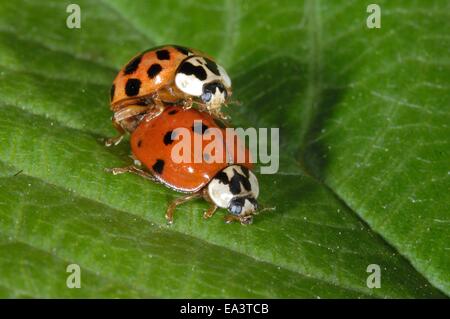 Multicolore Ladybeetle asiatico - Coccinella asiatica - Harlequin Ladybird (Harmonia axyridis) coppia coniugata sulla lamina Foto Stock