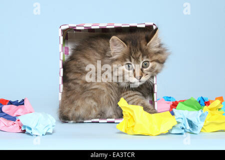 Kurilian Bobtail gattino Foto Stock