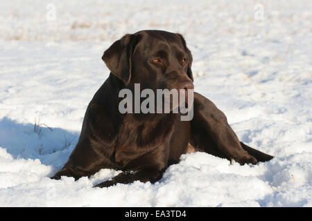 Il Labrador Retriever nella neve Foto Stock