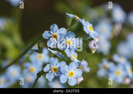 Non mi dimenticate Foto Stock