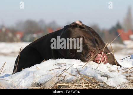 Il Labrador Retriever nella neve Foto Stock