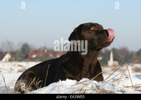 Il Labrador Retriever nella neve Foto Stock