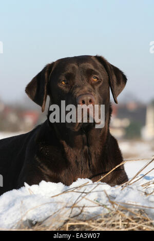 Il Labrador Retriever nella neve Foto Stock