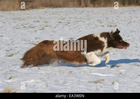 Border Collie nella neve Foto Stock