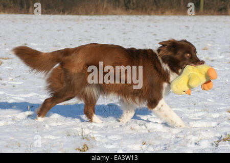 Esecuzione di Border Collie Foto Stock