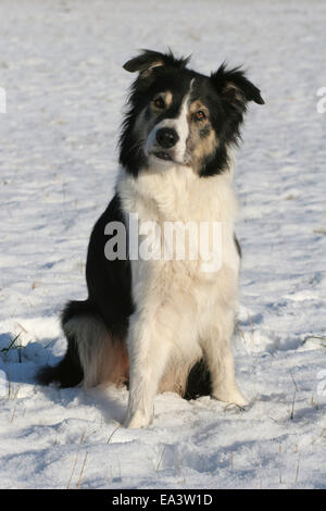 Border Collie nella neve Foto Stock